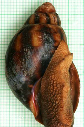 Archachatina marginata egregia Cameroon